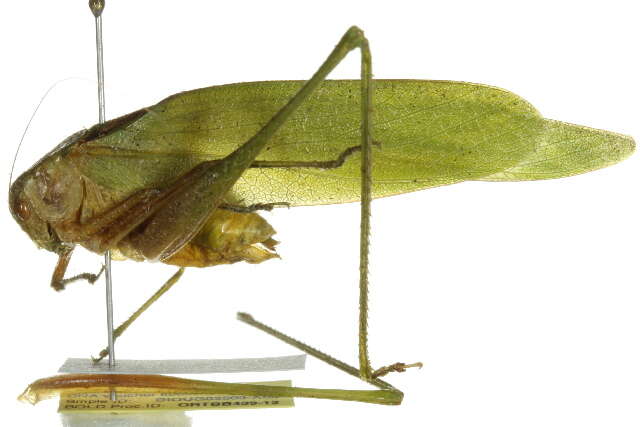 Image of Florida False Katydid