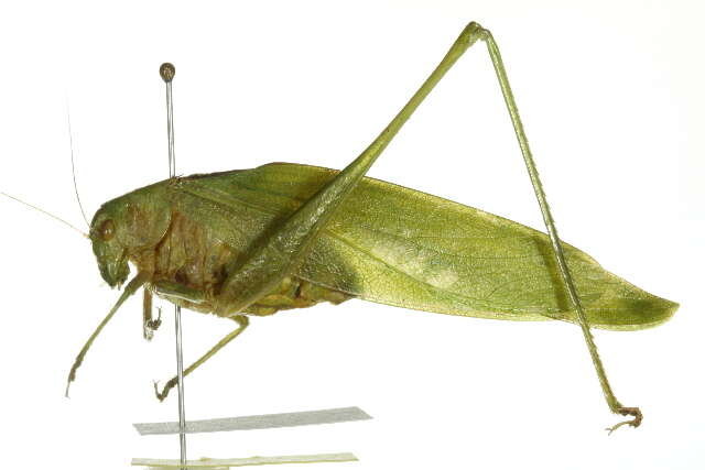 Image of Florida False Katydid