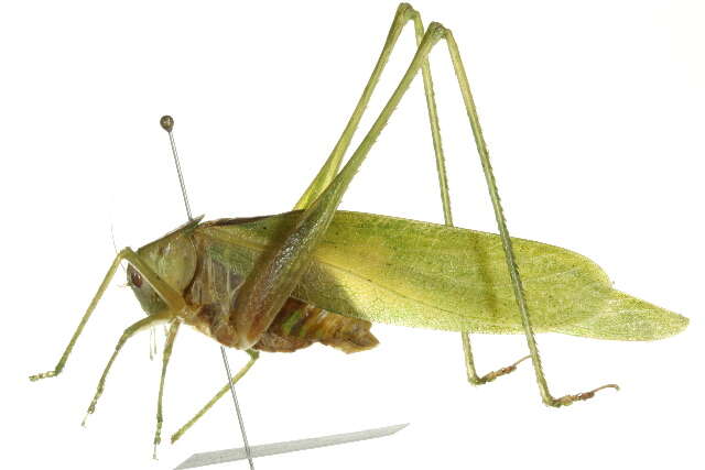 Image of Florida False Katydid