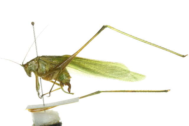 Image of Fork-tailed Bush Katydid