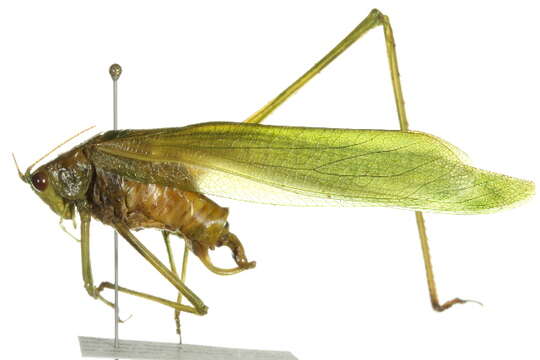 Image of Fork-tailed Bush Katydid