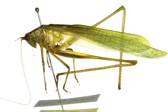 Image of Fork-tailed Bush Katydid