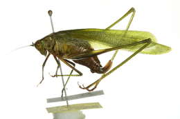 Image of Fork-tailed Bush Katydid