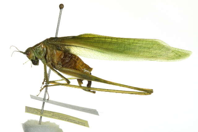 Image of Fork-tailed Bush Katydid