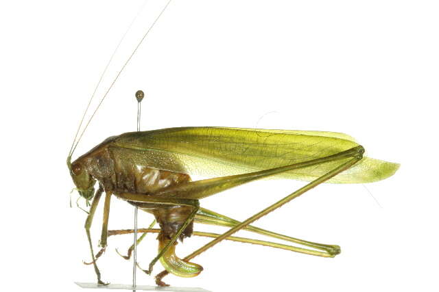 Image of Curve-tailed Bush Katydid