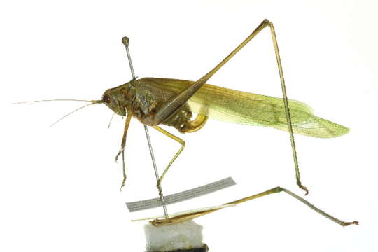 Image of Texas Bush Katydid