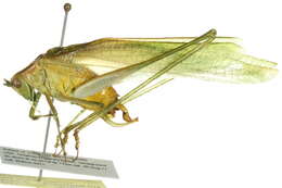 Image of Fork-tailed Bush Katydid