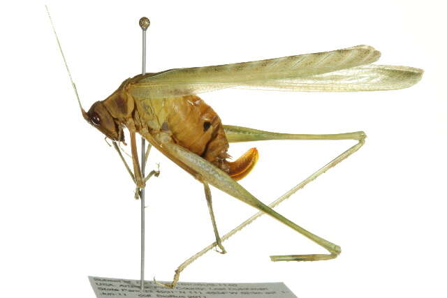 Image of Elegant Bush Katydid