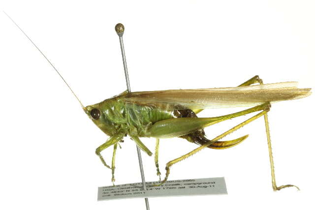 Image of Agile Meadow Katydid