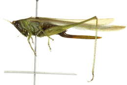 Слика од Conocephalus (Anisoptera) fasciatus (De Geer 1773)