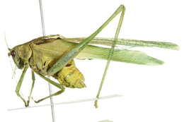 Image of Elegant Bush Katydid