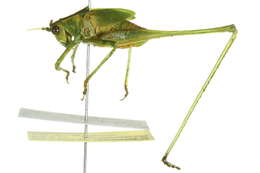 Image of Fork-tailed Bush Katydid