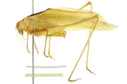 Image of Oblong-winged Katydid