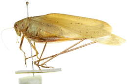 Image of Florida False Katydid