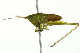 Image of Agile Meadow Katydid