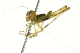 Image of Giant Katydid