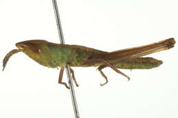 Image of Admirable Grasshopper