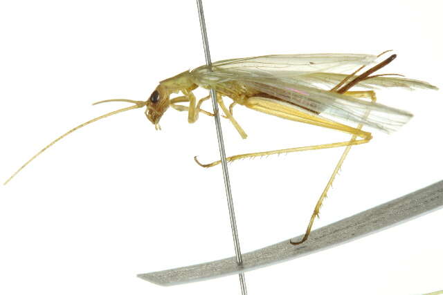 Image of Four-spotted Tree Cricket