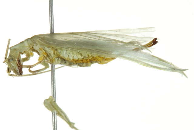 Image of Common Tree Crickets