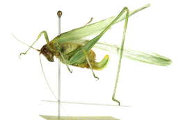 Image of Elegant Bush Katydid