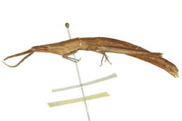 Image of Long-headed Toothpick Grasshopper