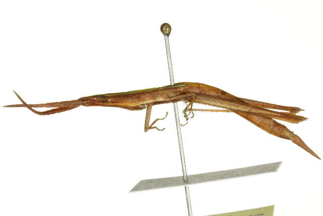 Image of Long-headed Toothpick Grasshopper