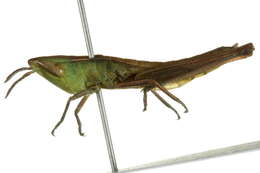 Image of Admirable Grasshopper