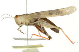 Image of Trimerotropis