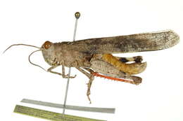 Image of Trimerotropis