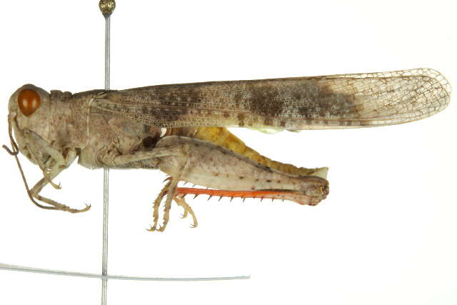 Image of Trimerotropis