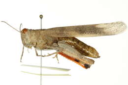 Image of Trimerotropis