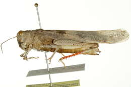 Image of Trimerotropis