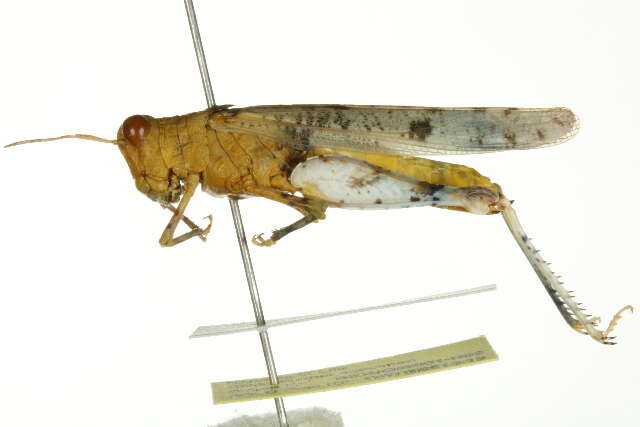 Image of Cream Grasshopper