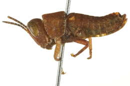 Imagem de Melanoplus scudderi