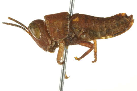 Plancia ëd Melanoplus scudderi