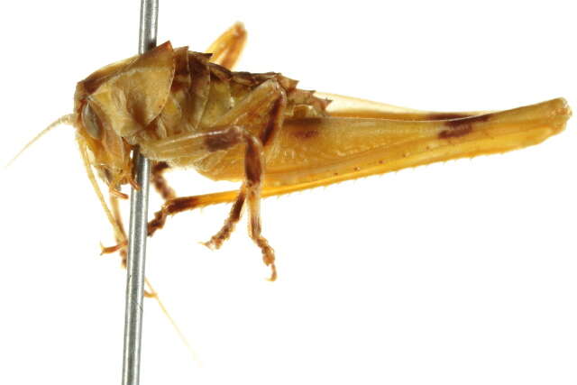 Image of Metapterygota