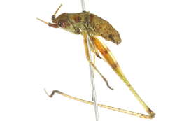 Image of Fork-tailed Bush Katydid