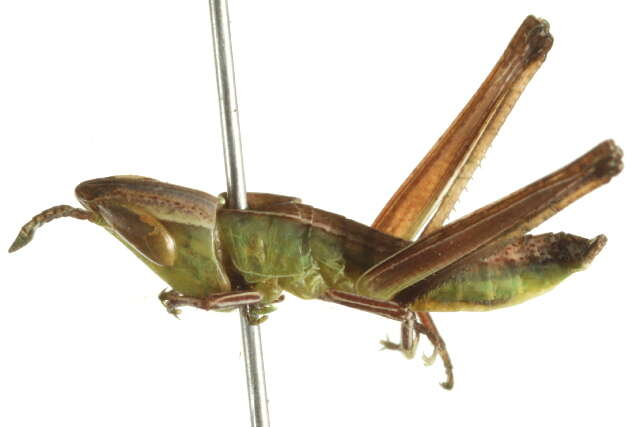 Image of Admirable Grasshopper