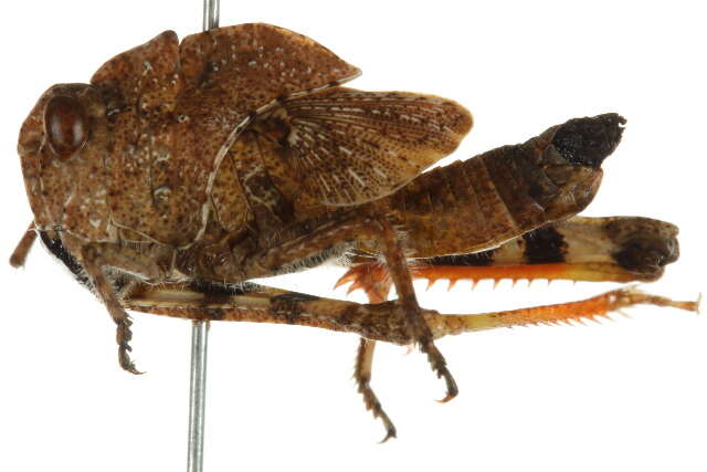 Image of Mottled Sand Grasshopper