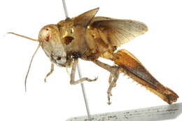 Image of Trimerotropis