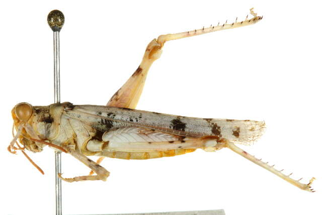 Image of Cream Grasshopper