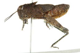 Trimerotropis occidentalis (Bruner & L. 1889) resmi