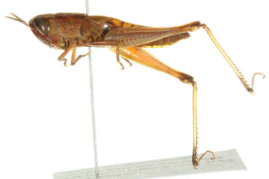 Image of Brown Winter Grasshopper