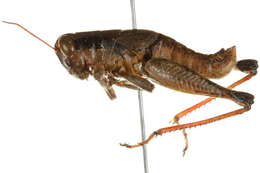 Imagem de Melanoplus scudderi