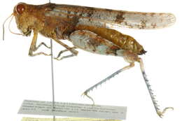 Image of Cream Grasshopper