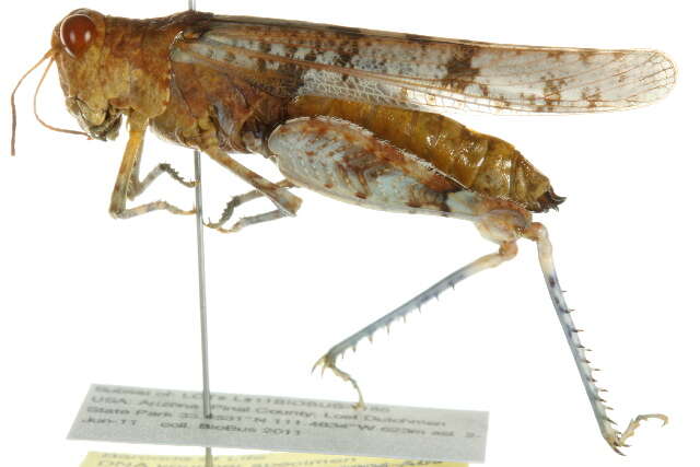 Image of Cream Grasshopper