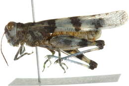 Trimerotropis occidentalis (Bruner & L. 1889) resmi