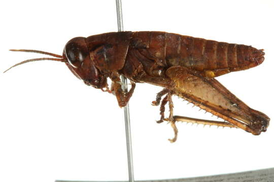 Слика од Melanoplus rusticus (Stål 1878)