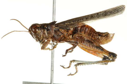 Melanoplus cinereus Scudder & S. H. 1878的圖片