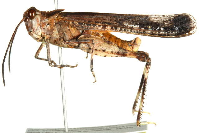 Image of Longhorn Band-wing Grasshopper